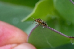 Liorhyssus