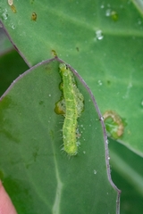 Thysanoplusia angulum