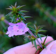 Hemiandra pungens