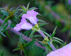 Hemiandra pungens