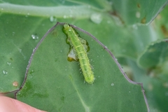 Thysanoplusia angulum