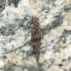 Philotarsus arizonicus