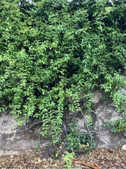 Solandra grandiflora