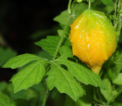Momordica charantia