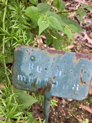 Tracheophyta