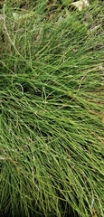 Equisetum bogotense