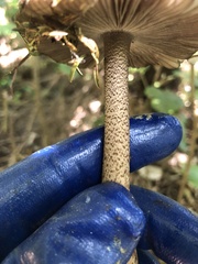 Amanita pekeoides