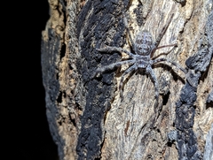 Holconia hirsuta