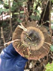 Amanita pekeoides