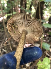Amanita pekeoides