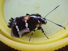 Hecatesia fenestrata