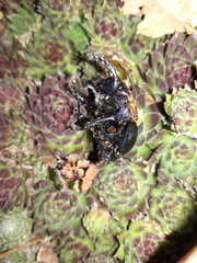 Geotrupidae