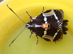 Hecatesia fenestrata