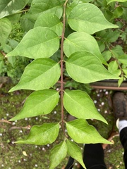 Tracheophyta