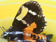 Hecatesia fenestrata