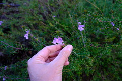 Hemiandra pungens