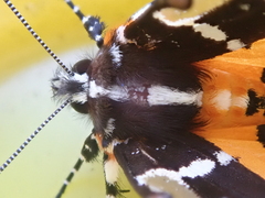 Hecatesia fenestrata