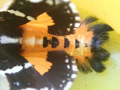 Hecatesia fenestrata