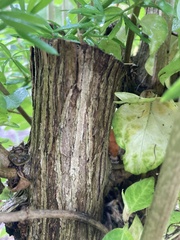 Tracheophyta