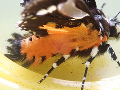 Hecatesia fenestrata