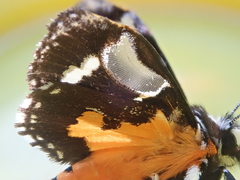 Hecatesia fenestrata