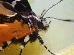 Hecatesia fenestrata