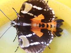 Hecatesia fenestrata