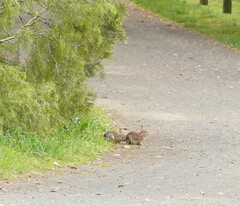 Oryctolagus cuniculus