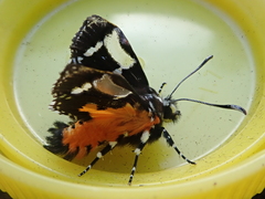 Hecatesia fenestrata