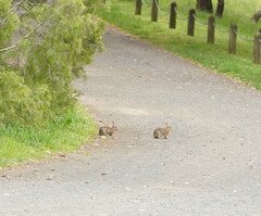 Oryctolagus cuniculus