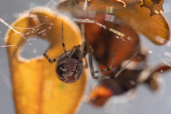 Theridion pyramidale