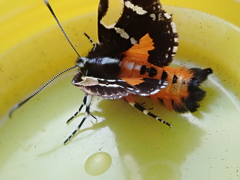 Hecatesia fenestrata