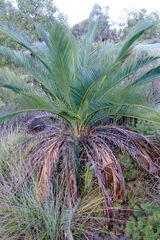 Macrozamia fraseri