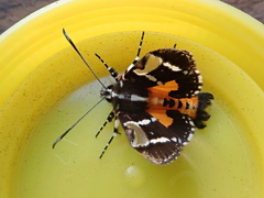 Hecatesia fenestrata