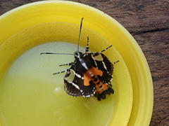 Hecatesia fenestrata