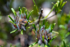 Pultenaea petiolaris