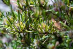 Pultenaea petiolaris