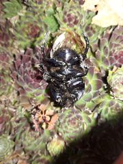 Geotrupidae