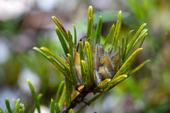 Pultenaea petiolaris