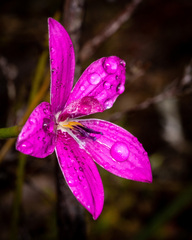 Elythranthera emarginata