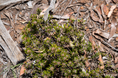 Pultenaea petiolaris