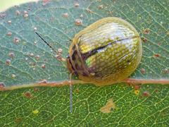 Paropsisterna agricola