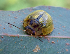 Paropsisterna agricola
