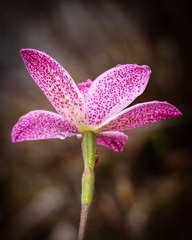 Elythranthera emarginata