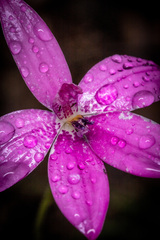 Elythranthera emarginata