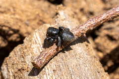 Zenodorus orbiculatus