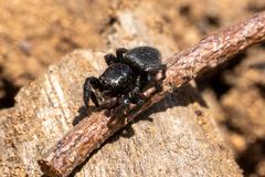 Zenodorus orbiculatus