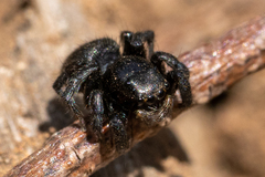 Zenodorus orbiculatus