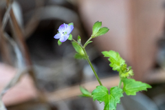 Veronica plebeia