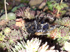 Geotrupidae